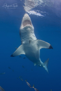 White shark in vertical, Isla Guadalupe Mexico by Alejandro Topete 